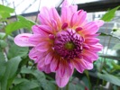 Dahlia 'Way of Life' - 22nd August, 2013