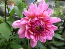 Dahlia 'Way of Life' - 22nd August, 2013