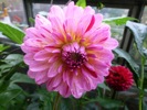 Dahlia 'Way of Life' - 24th August, 2013